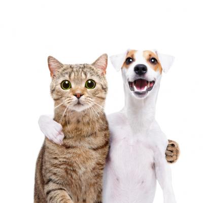 IUBIRE și GENEROZITATE, cuvintele cheie pentru săptămâna  22- 28 IULIE 2019