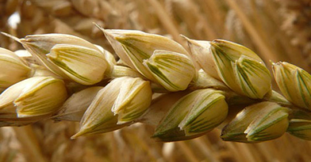 Surse naturale de VITAMINE B si ACID FOLIC