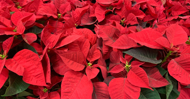 Crăciunița - Cum să ai grijă de floarea Crăciunului