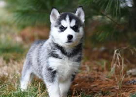 Nume de caini si nume de cateluse