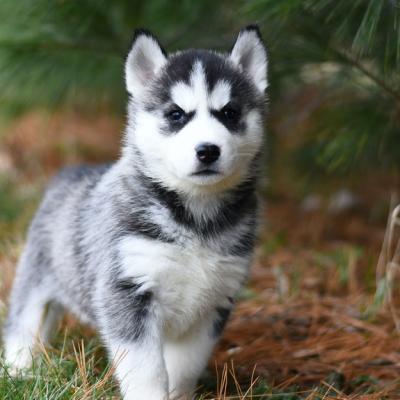 Nume de câini și nume de cățelușe