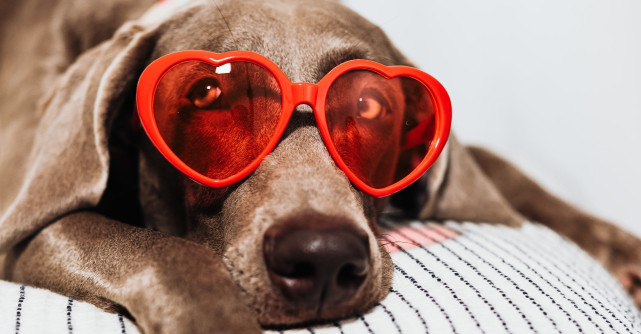 Animale de companie și copii? 7 beneficii pe care să le știe părinții