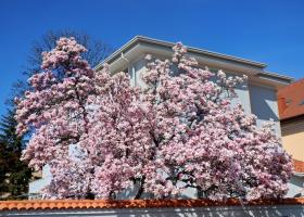 Sezonul Magnoliilor în București: Când înfloresc magnoliile în București și unde le poți vedea pe cele mai spectaculoase?