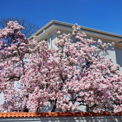 Harta Magnoliilor în București: Când înfloresc minunatele flori și unde le poți vedea pe cele mai spectaculoase?