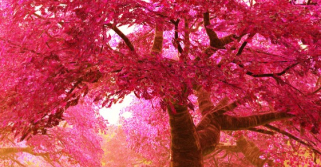 Primavara in imagini si citate inspirationale 