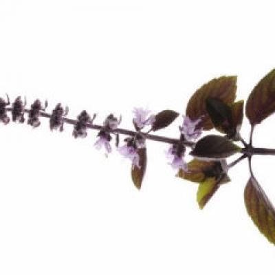 Sanatatea cu Busuioc - Planta aromata a Dragostei