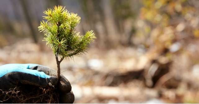 Pădurea MedLife prinde rădăcini prin proiectul  Facem România verde