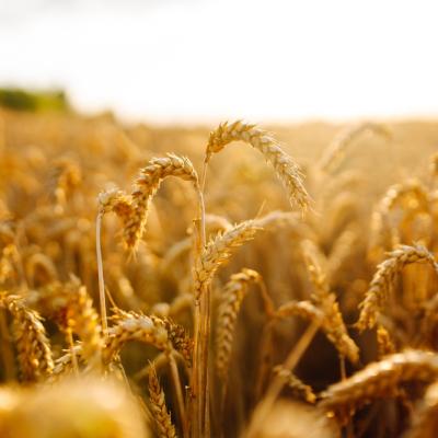 Dieta Oshawa: Principii, alimente permise și rețete pentru detoxifiere