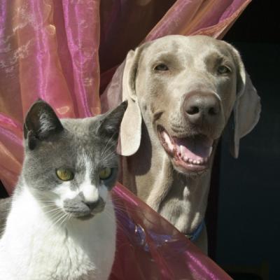 Maidanezii, animale exportate cu forta?!