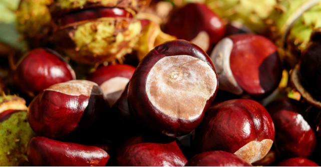 Aliați ai organismului pentru o imunitate puternică: dovleacul, castanele, nucile și berea consumată cu moderație