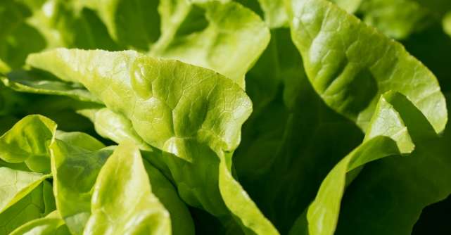 Salata verde. Beneficii pentru sanatate