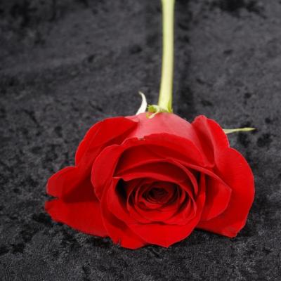 Imagini cu flori