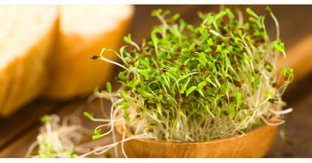 Tratamente naturiste. Nici nu iti imaginezi ce beneficii poate avea lucerna pentru sanatate