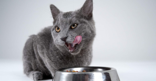 Patru mituri despre hrana pentru pisici demontate de veterinari
