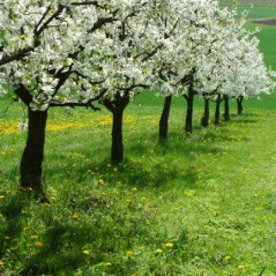 Pace - Prietenie - Sanatate: Primul eveniment de plimbare in aer liber 