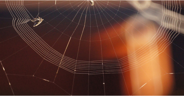 Ce înseamnă când visezi păianjeni - Interpretare și semnificații