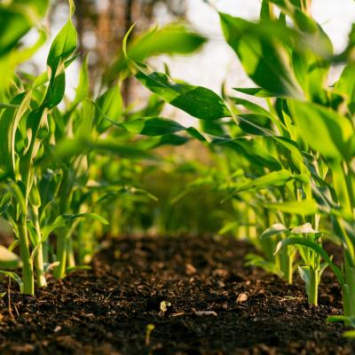 Cum poți stimula creșterea plantelor de cultură? 5 recomandări pentru o recoltă bogată