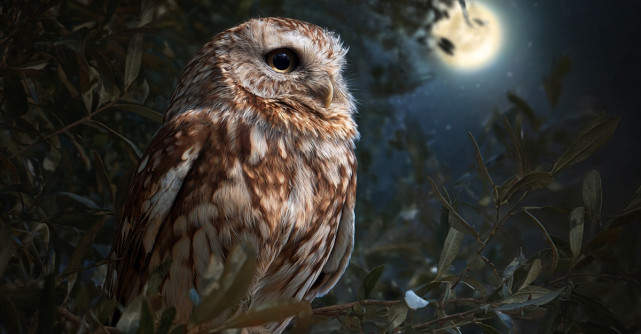 Cucuveaua – pasărea sacră purtătoare de vești de dincolo de văl. Ce să faci când auzi cucuveaua cântând?