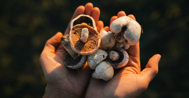 Cum pot fi deosebite ciupercile bune de cele otravitoare?