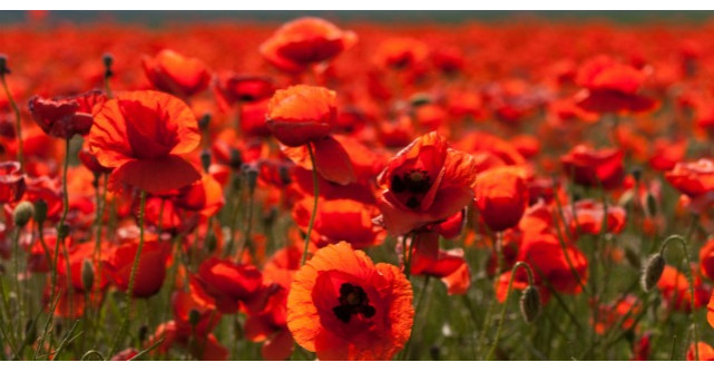 Ce beneficii are macul, cea mai fragila floare de camp