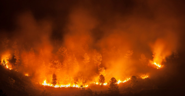 24 de oameni și un MILIARD de animale au murit în incendiile din Australia 