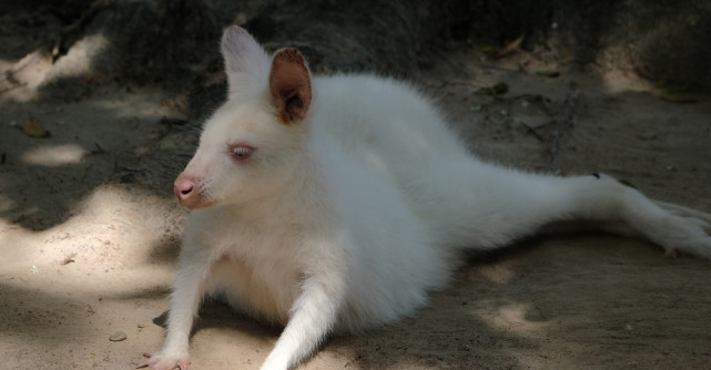 Video INCREDIBIL: Un CANGUR alb rătăcit pe străzile din București 