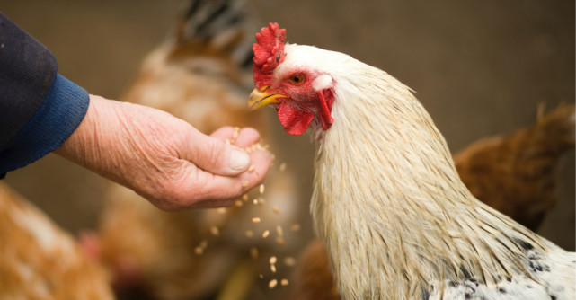 Cum să aduci o schimbare în bine în viața bunicilor tăi de la țară 