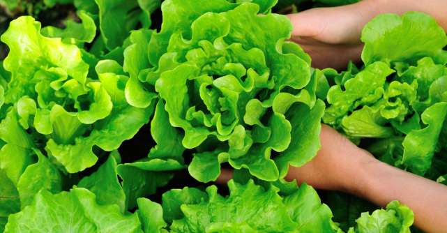 Câte calorii are salata verde (lăptucă) și ce beneficii sănătoase prezintă? Ne ajută să slăbim?