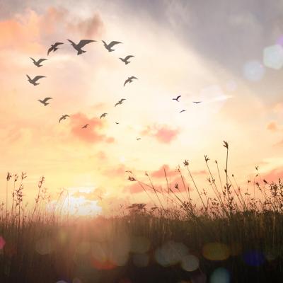 Vibratia saptamanii: EVOLUȚIE și DETERMINARE