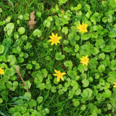 Adevarul despre untisor. Este bine sa il consumam?