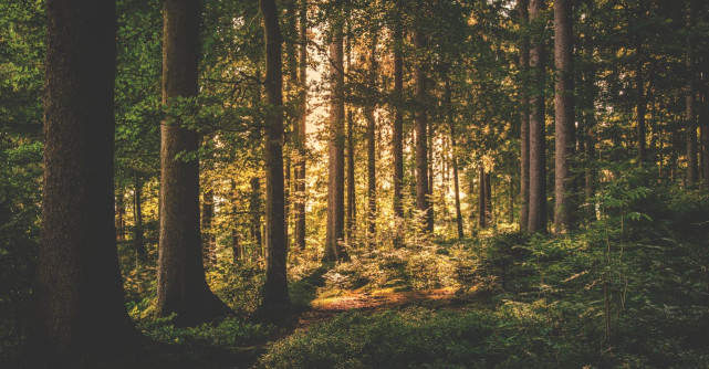 VIDEO: Un animal misterios considerat dispărut a fost văzut din nou în pădurile din Hunedoara