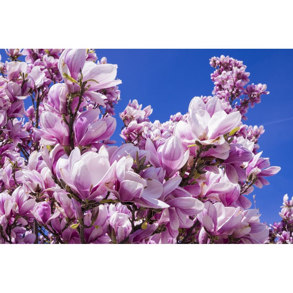  Despre puterea florilor