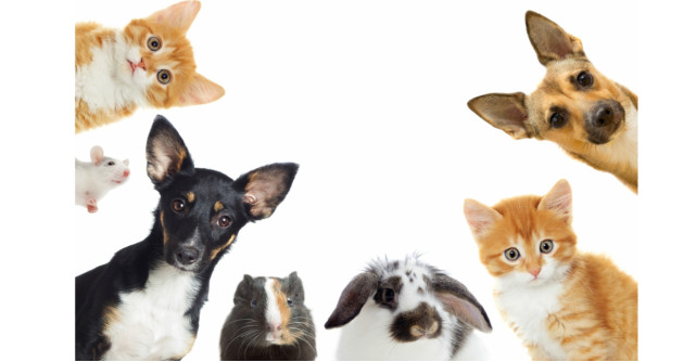 Top petshopuri online cu preturi WOW perioada aceasta!