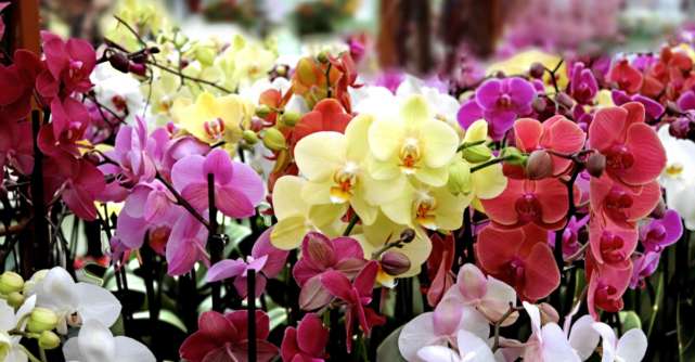 Un horticultor dezvăluie secretul orhideelor. Ce trebuie să faci ca să înflorească tot anul