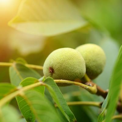 Frunzele de nuc, remediu pentru zeci de probleme de sanatate