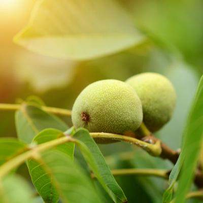 Frunzele de nuc, remediu pentru zeci de probleme de sanatate