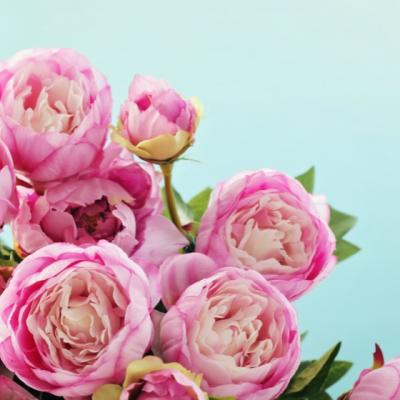 Leacul nestiut, dar extrem de eficient. De ce e bine sa bei ceai din petale de bujori