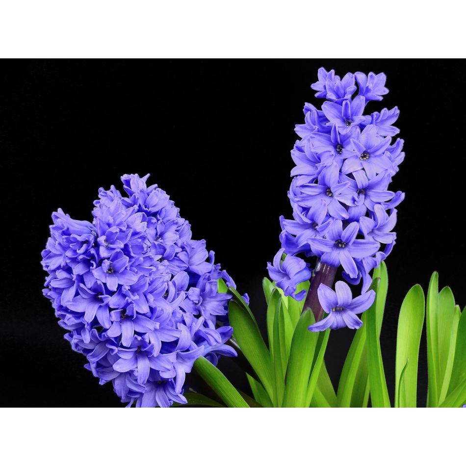  Despre definitia primaverii