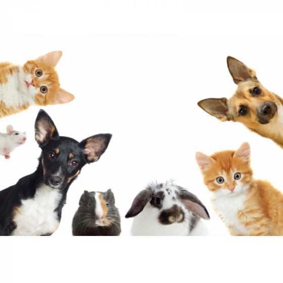 Top petshopuri online cu preturi WOW perioada aceasta!