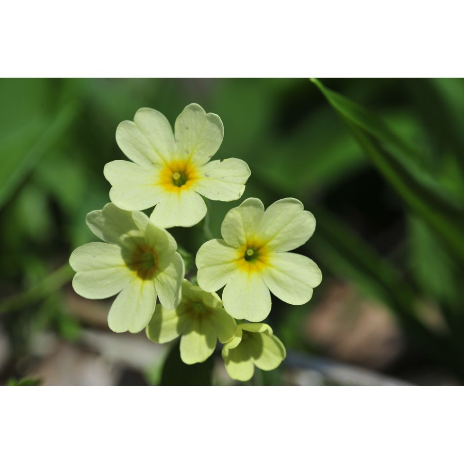  Despre miciile bucurii in viata