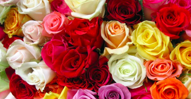 Trandafirii - Mesagerii colorați ai sentimentelor la zilele de naștere