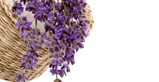 Miraculoasele plante antistres: Tratamente si utilizari practice 