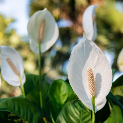 Crinul Păcii: Sfaturi de îngrijire pentru o creștere sănătoasă a plantei