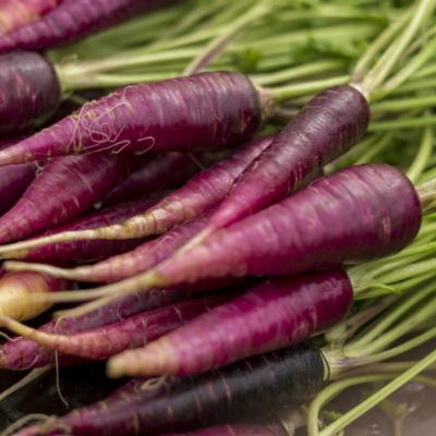 Morcovul violet, o sursa de sanatate. Uite ce beneficii are asupra organismului
