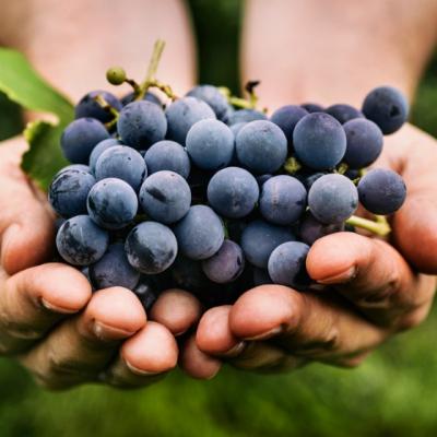 Adevarul despre struguri: ingrasa sau nu? Iata ce spun nutritionistii