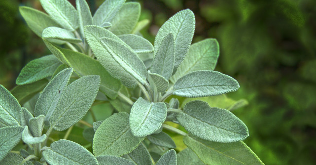 Planta celor 1000 de virtuți! Întărește corpul și alină sufletul