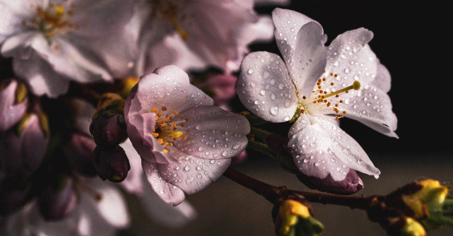 Floarea de CIREȘ și Legea Liniștii, o poveste ZEN plină de înțelepciune
