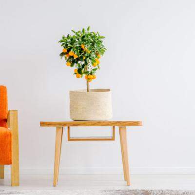 Cum îngrijești un portocal de apartament: Sfaturi pentru creșterea frumoasă a plantei