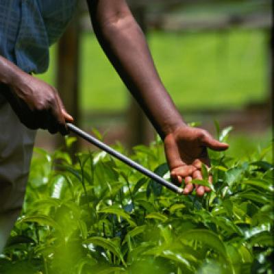 Ceaiul verde - istorie, compozitie si beneficii