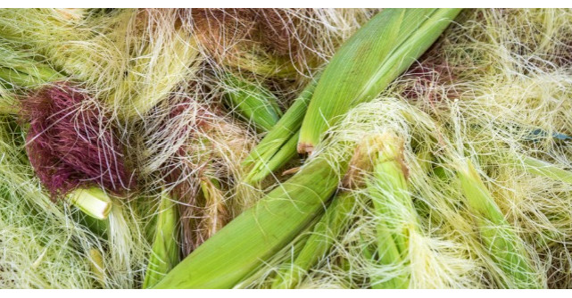 Ceaiul din matase de porumb vindeca foarte multe boli. Iata cum se prepara corect